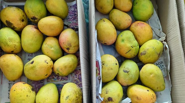 Close-up pan shot of Alphonso mangoes also known as Hapus or Ratnagiri mangoes on display for sale