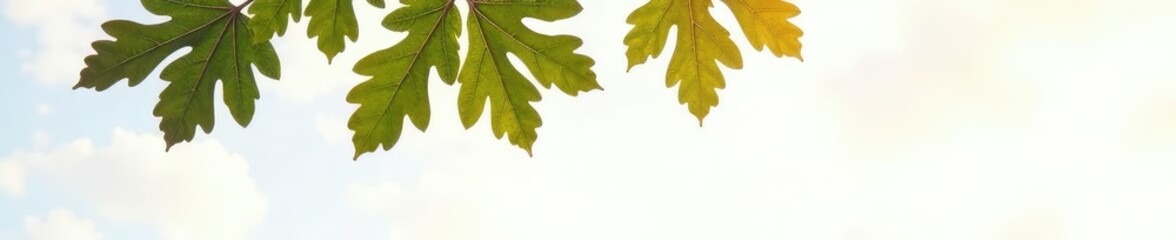 Branches of an oak tree on a clean white surface, oak, minimalist, white background