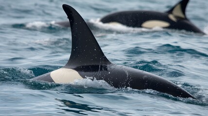 Naklejka premium Orcas gracefully gliding through the ocean waters, with their distinct black and white markings visible. The second Orca can be seen in the blurred background. 