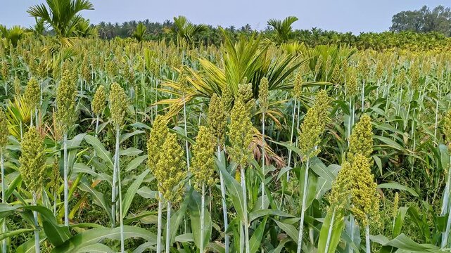 Pan shot of fresh unripe Indian millet, sorghum, broomcorn or jowar crop swaying in the field