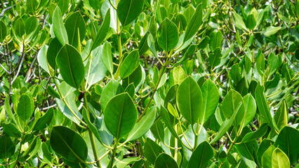 Dense Mangrove leaf close up