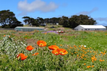 Vibrant orange poppies in a field, with other flowers and outbuildings in the background.  Green grass and trees are visible. Sunny day