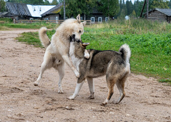 Two dogs are playing on a village street.