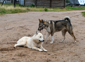 Two dogs are playing on a village street.