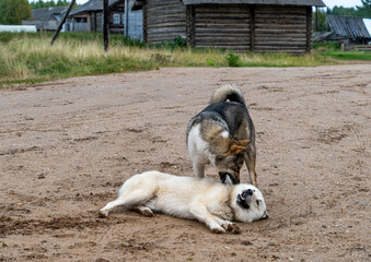 Two dogs are playing on a village street.