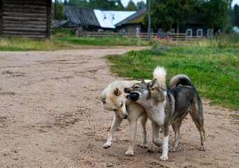 Two dogs are playing on a village street.