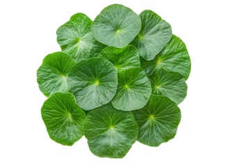 Centella asiatica leaves