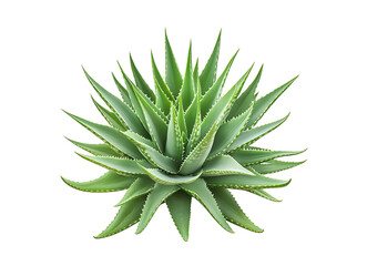 Obraz premium clump of aloe vera