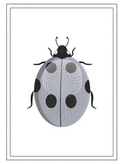 Ladybug Hand drawn insect, isolated on white background