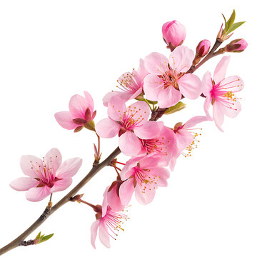 pink cherry blossom branch isolated clip art preview