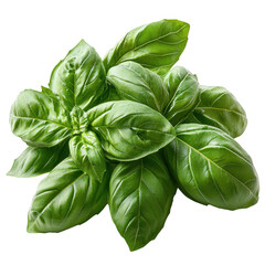 Fresh green basil leaves close up photography for cooking ingredients and culinary herb usage on...