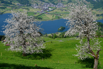 Kirschbäume Blühen 
