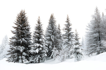 Obraz premium Snowy Winter Scene with Evergreen Trees Against a Bright White Sky Background