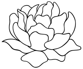 Peony Flower | Vector Line Art