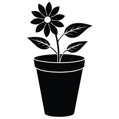 plant in pot