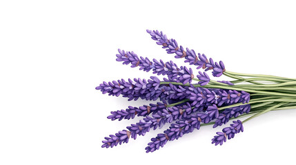 set of lavender flowers, bouquet of lavender flowers on an isolated white background, watercolor illustration, hand drawing