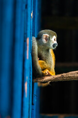 Cute Tropical Monkey in Tropical Forest - Amazonas, Colombia