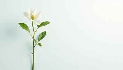 Single, delicate sapling against pure white backdrop, tree, minimalism, delicate
