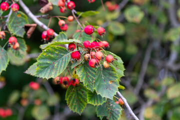Crataegus commonly called hawthorn, quickthorn, thornapple, May-tree, whitethorn, Mayflower or hawberry, is a genus of several hundred species of shrubs and trees
