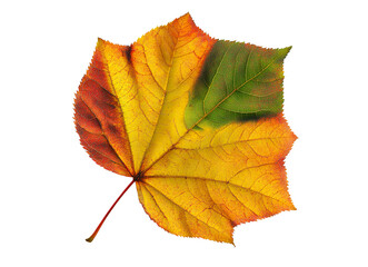 Fototapeta premium Fallende Herbstbltter