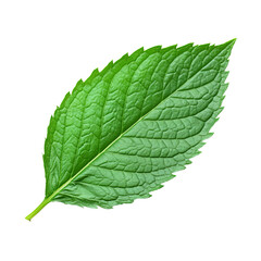Obraz premium A fresh mint leaf with vibrant green color and detailed textures. Its edges are intricately serrated, showcasing its natural beauty