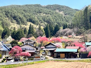 花桃の里