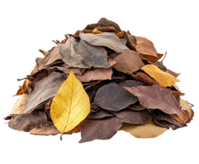Fallen leaves pile garden nature autumn colors organic isolated on transparent background