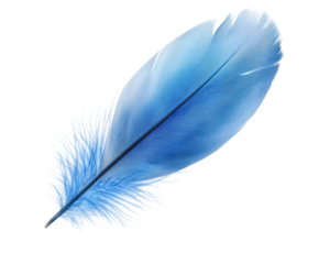 Elegant blue feather capture nature light aesthetic appeal isolated on transparent background