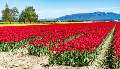 Skagit Vally Tulips Rows 7