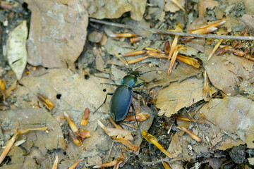 Carabus glabratus - Black Ground beetle with blue and green metallic edges running with its long legs over the soil surface, crossing a forest path between dead leaves 