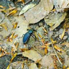 (Carabus glabratus) Large smooth ground beetle, insect  with dull metallic black upper surface of body , its prontotum and elytra with blue reflections