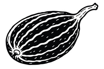 Ash Gourd Vector Illustration Isolated on White Background

