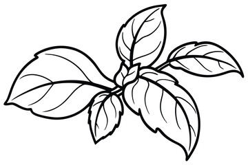 Basil Vegetable Vector Illustration on White Background

