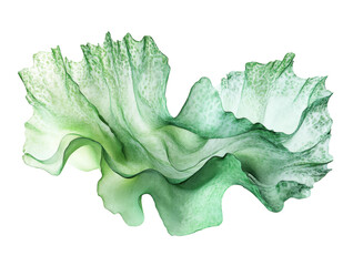 Delicate green sea lettuce underwater natural ocean environment view isolated on transparent background