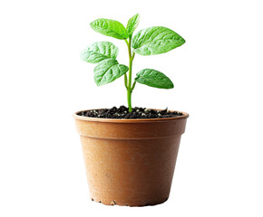 Growing green plant in pot gardening nature bright isolated on transparent background