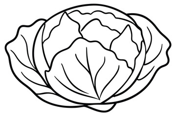 Brussels Sprouts Vegetable Vector Illustration on White Background

