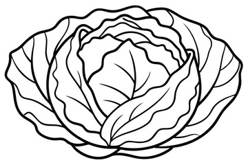 Cabbage Vegetable Vector Illustration on White Background

