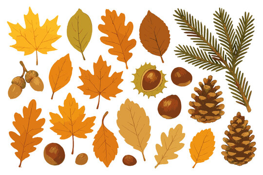Flat vector illustration of autumn leaves, acorns, and pinecones showcasing seasonal elements in a colorful arrangement