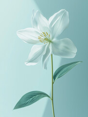 Fototapeta premium serene and sophisticated beauty of the flower, emphasizing its graceful structure and harmonious color palette