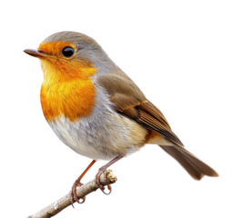 Captivating robin bird perched on branch nature scene isolated on transparent background