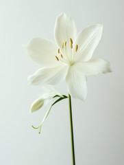 Obraz premium serene and sophisticated beauty of the flower, emphasizing its graceful structure and harmonious color palette
