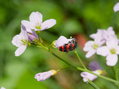 A trichodes alvearius, hairy checkered beetle, flying insect with beautiful warning coloration feeding on pollen of a on a cuckoo flowers (Cardamine pratensis)