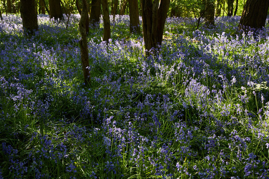 English bluebell woodland in spring with contrasting sunlight and shadows.