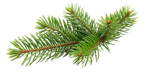 Pinetree leaf isolated on a white background