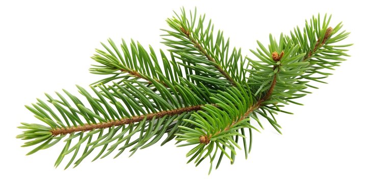 Pinetree leaf isolated on a white background