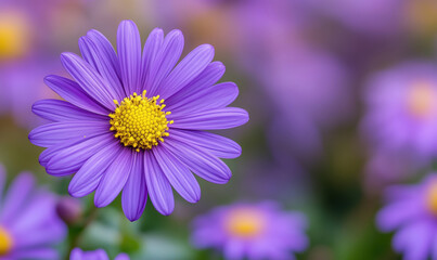Fototapeta premium Vibrant purple flower with yellow center in soft focus background of blooming daisies.