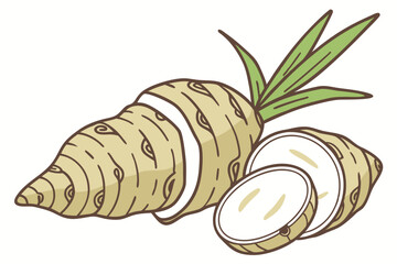 Jerusalem Artichoke Vegetable Vector Illustration Isolated on White Background

