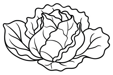 Lettuce Vegetable Vector Illustration Isolated on White Background

