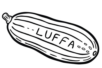 Luffa Sponge Gourd Vegetable Vector Illustration Isolated on White Background

