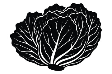 Napa Cabbage Vegetable Vector Illustration Isolated on White Background

